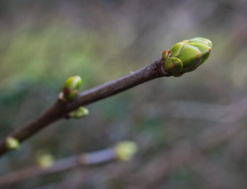 This is Platt – 18 January 2026