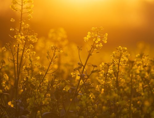 This is Platt – 8 April 2026