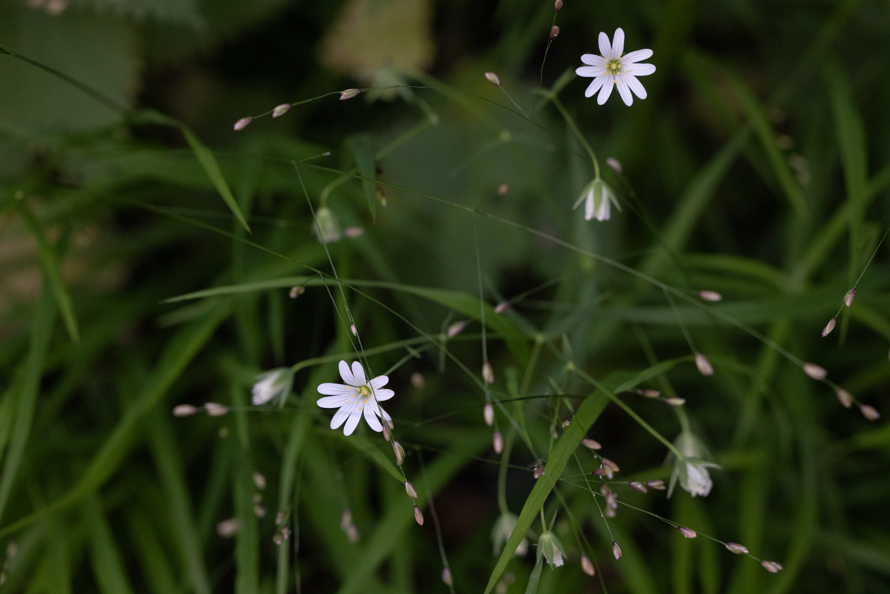 SAW_240526_081