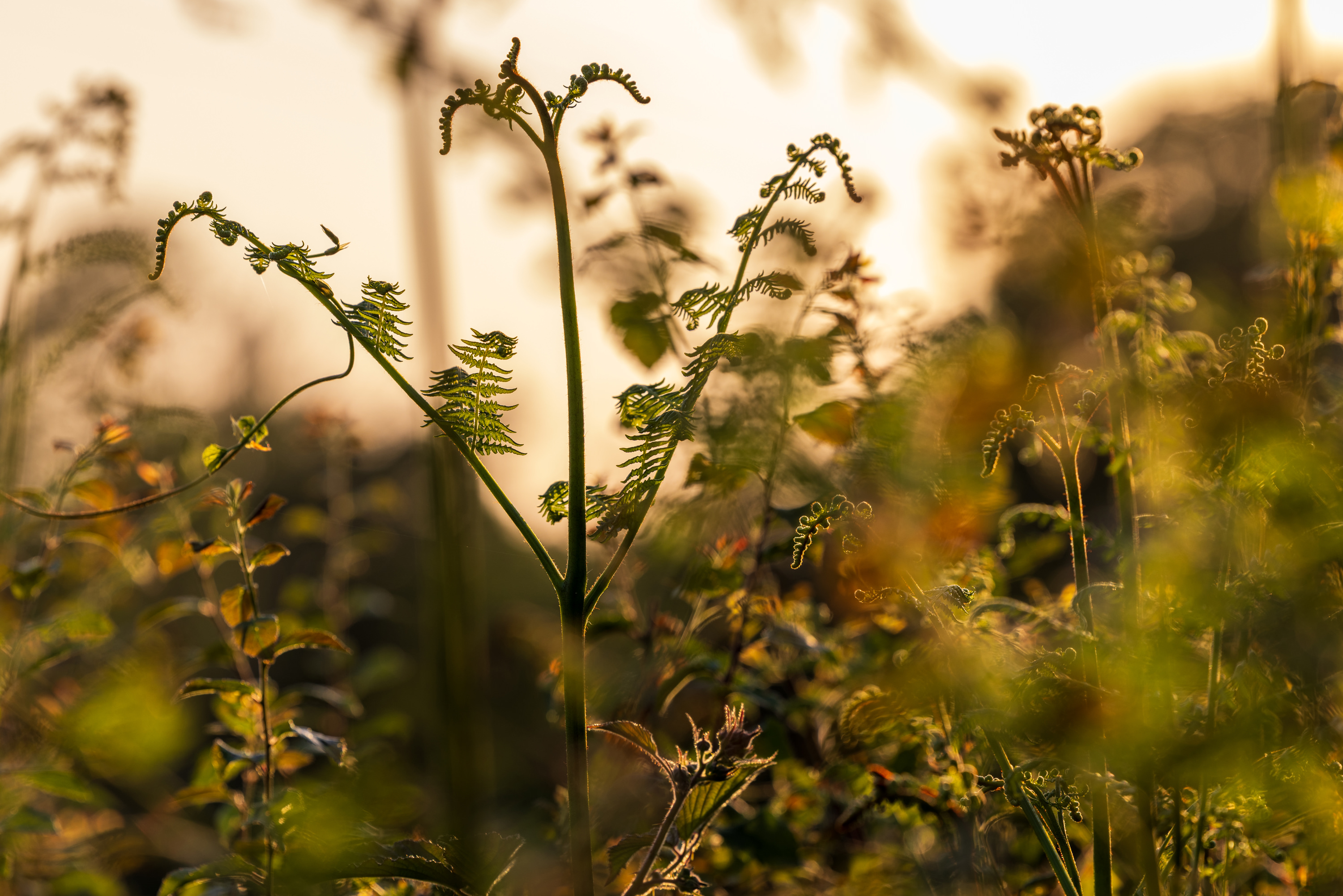 SAW_240526_129