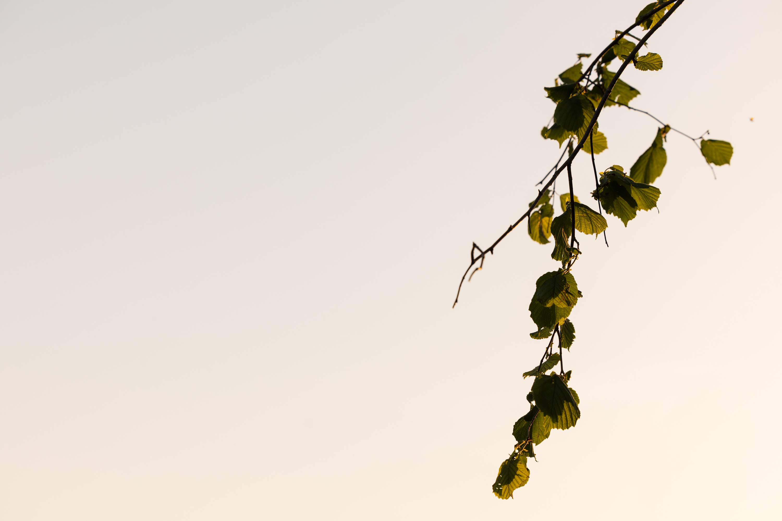 SAW_240526_190