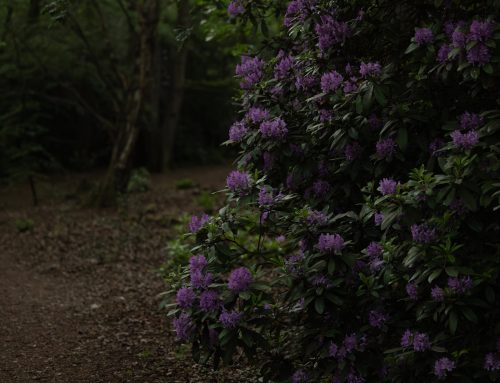 This is Platt – 25 May 2026