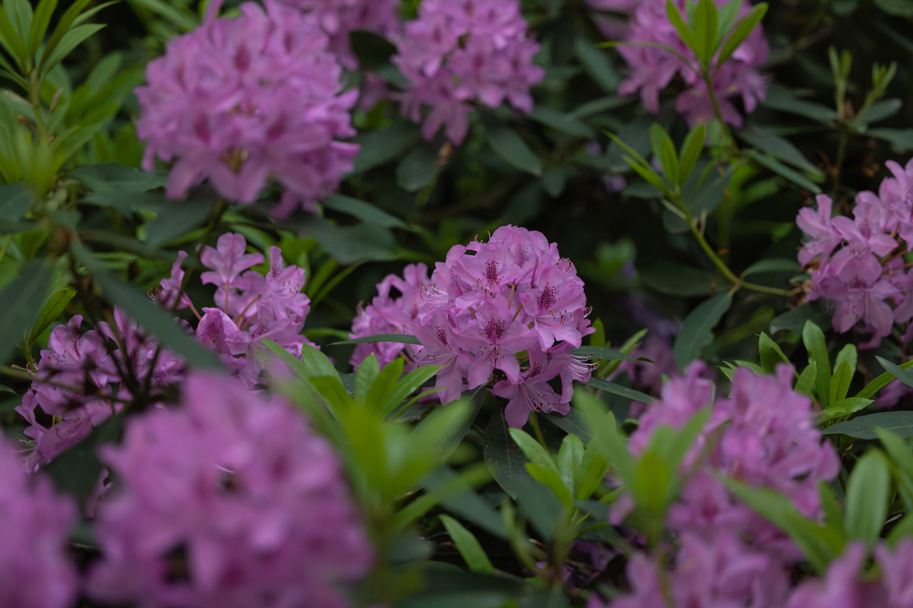 SAW_240526_388