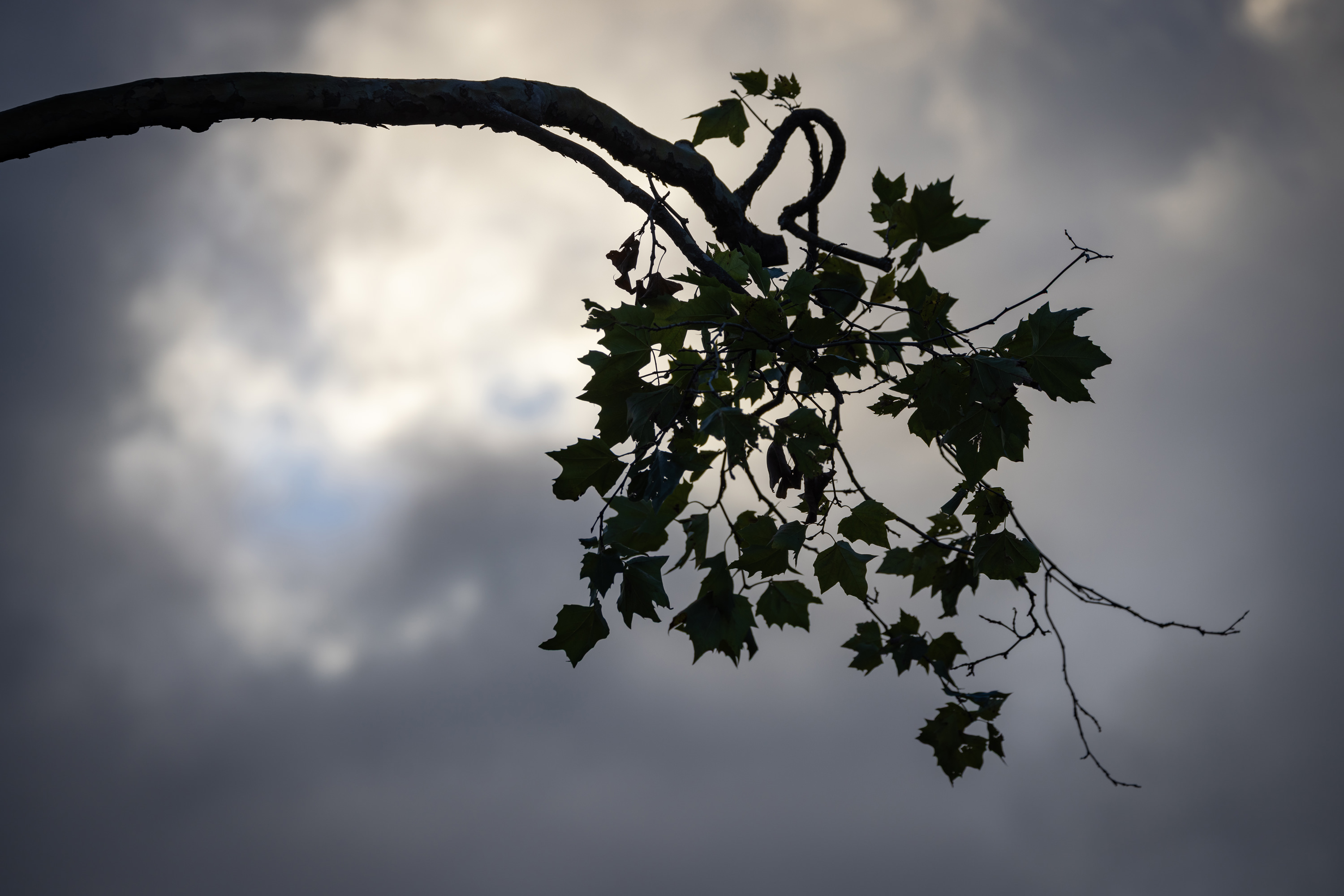 SAW_171026_195