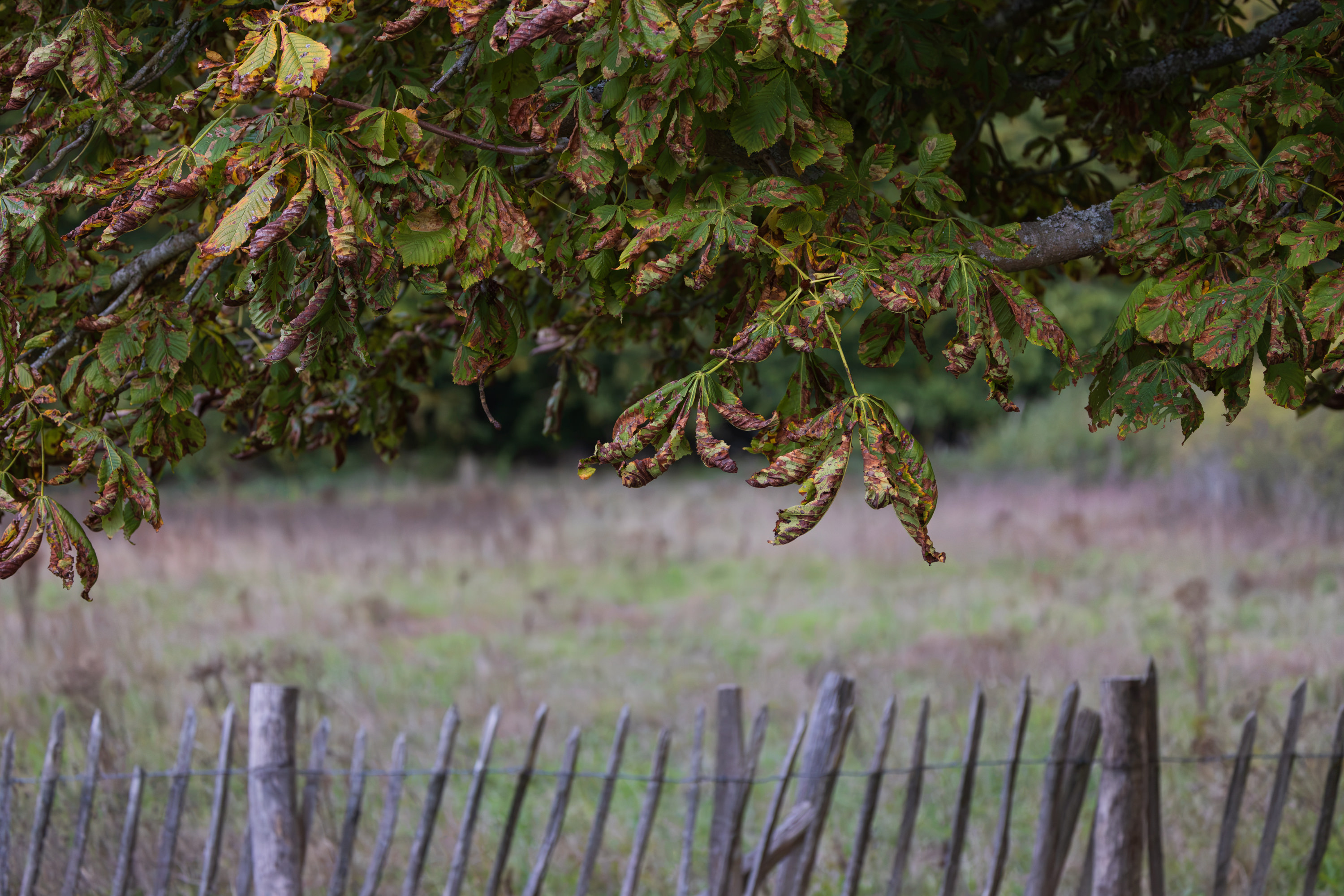 SAW_171026_239