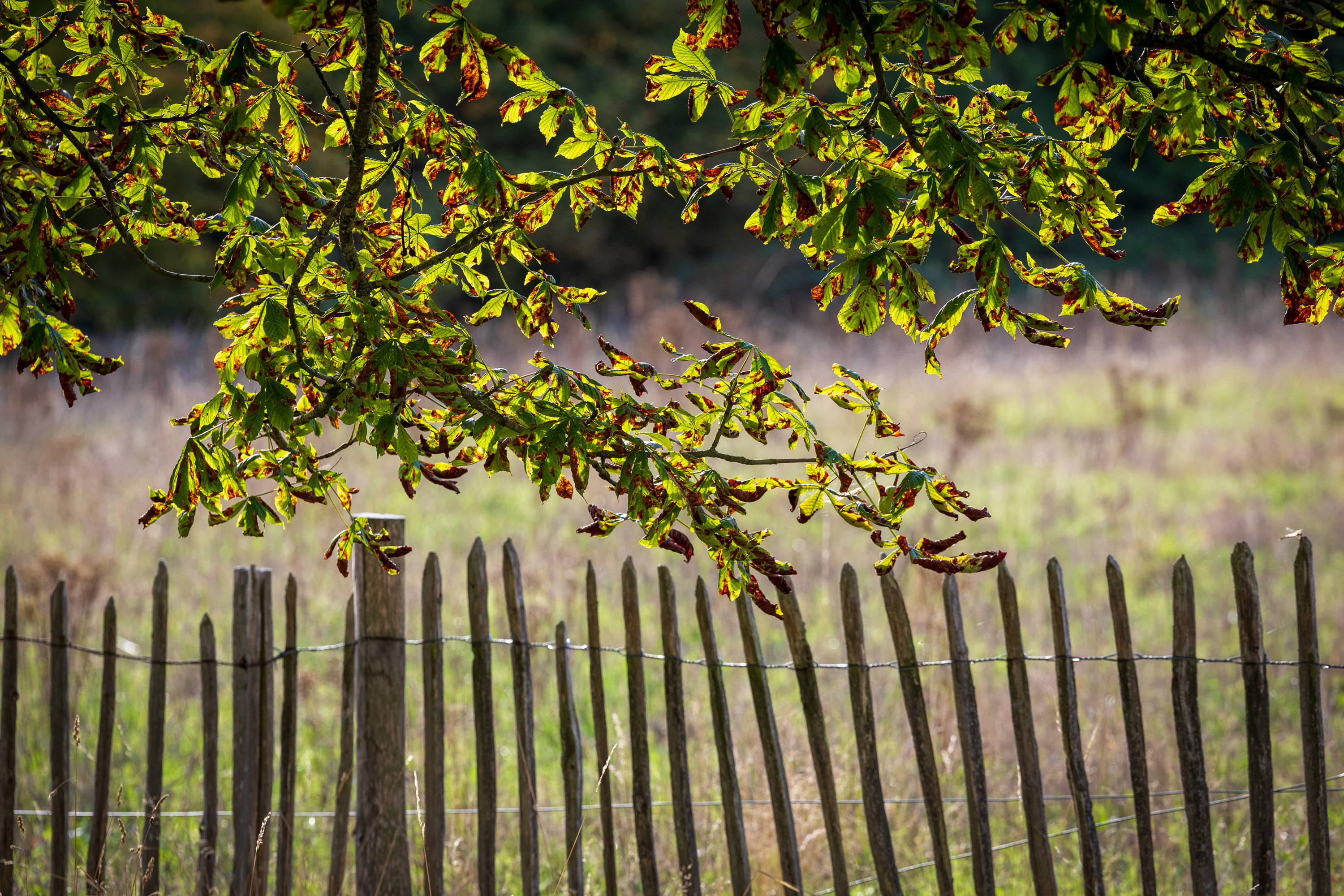 SAW_300926_180
